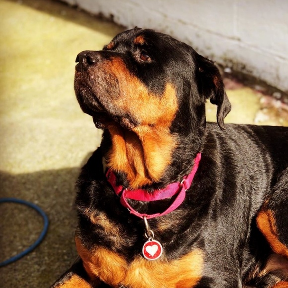 rottweilermom